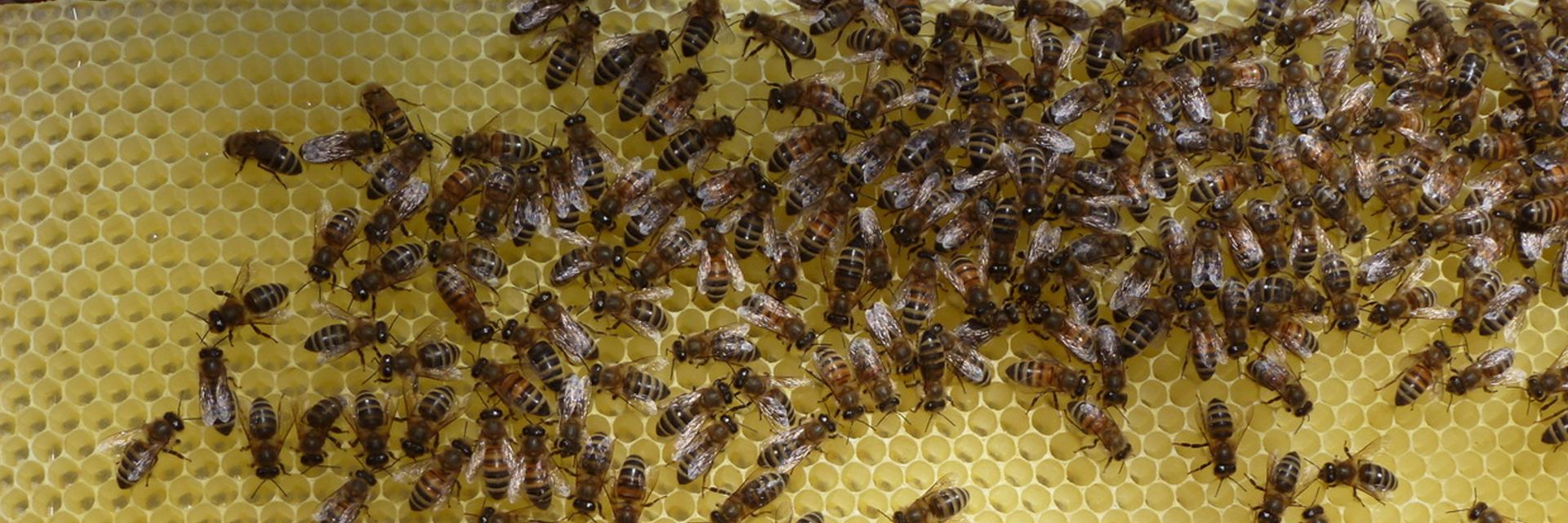 EM e.V. Bienen