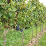 Wein mit EM besprüht