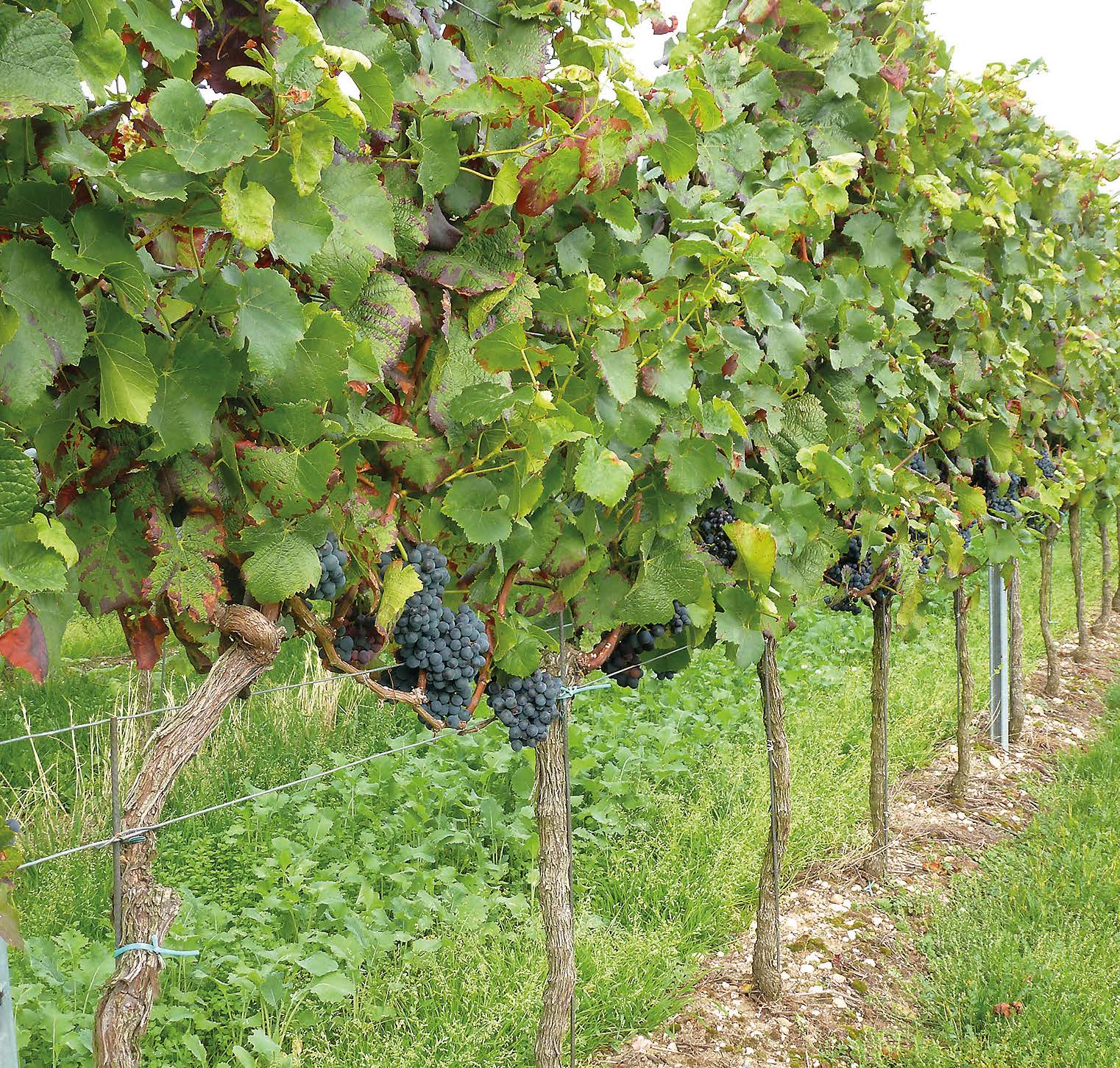 Wein mit EM besprüht