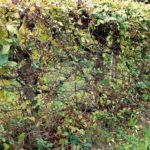 Hainbuchenhecke vor dem EM-Einsatz