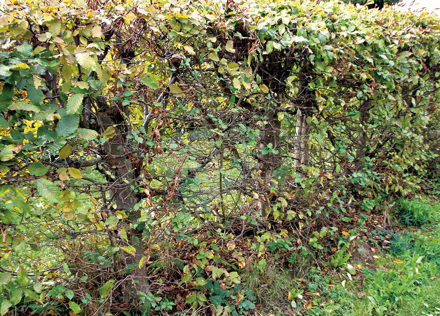 Hainbuchenhecke vor dem EM-Einsatz