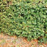 Hainbuchenhecke nach dem EM-Einsatz
