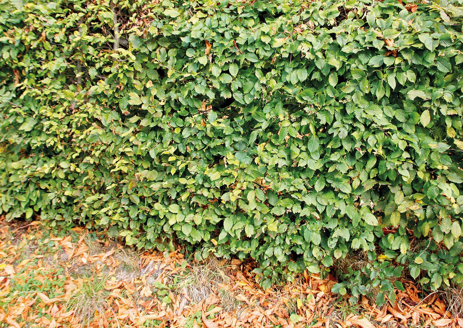 Hainbuchenhecke nach dem EM-Einsatz