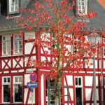 Neu gepflanzte und mit EM versorgte japanische Kirsche