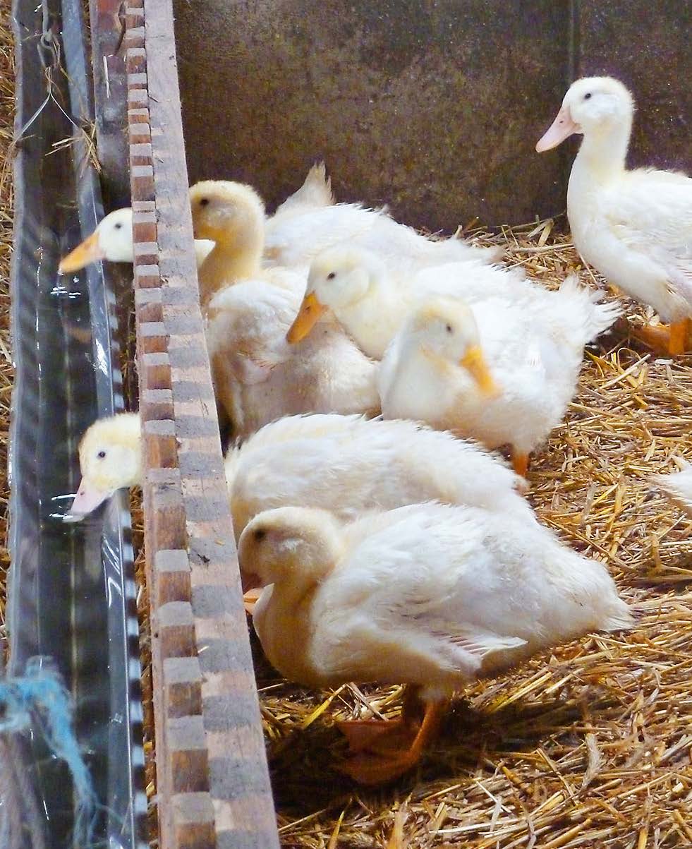 junge Enten Geflügelhof Nobis