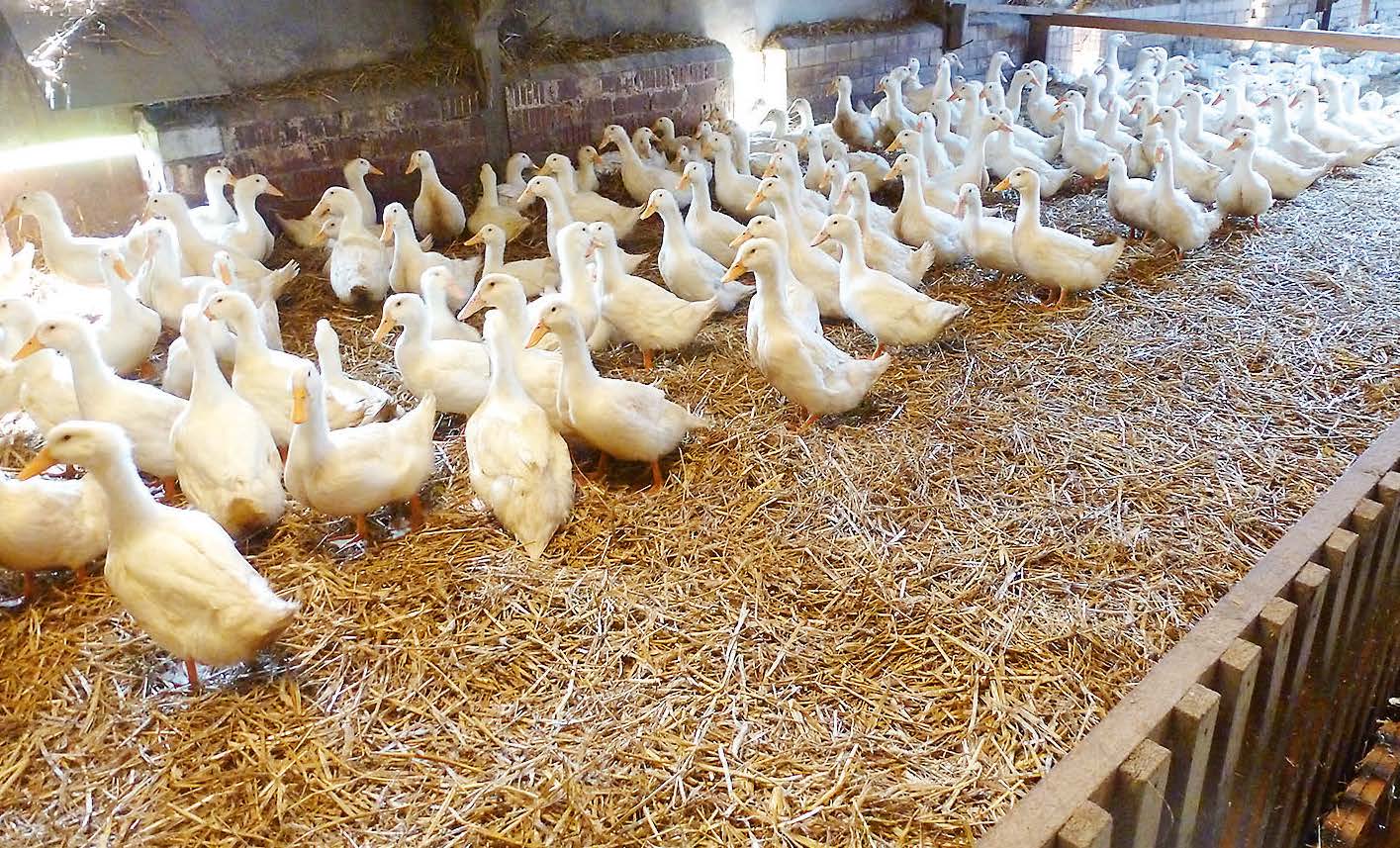 Enten Geflügelhof Nobis