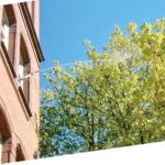 Oberes Stockwerk: Die Kastanien wurden intensiv mit EM besprüht