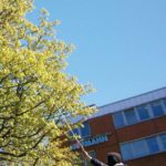 Besprühen der Kastanie von der Leiter