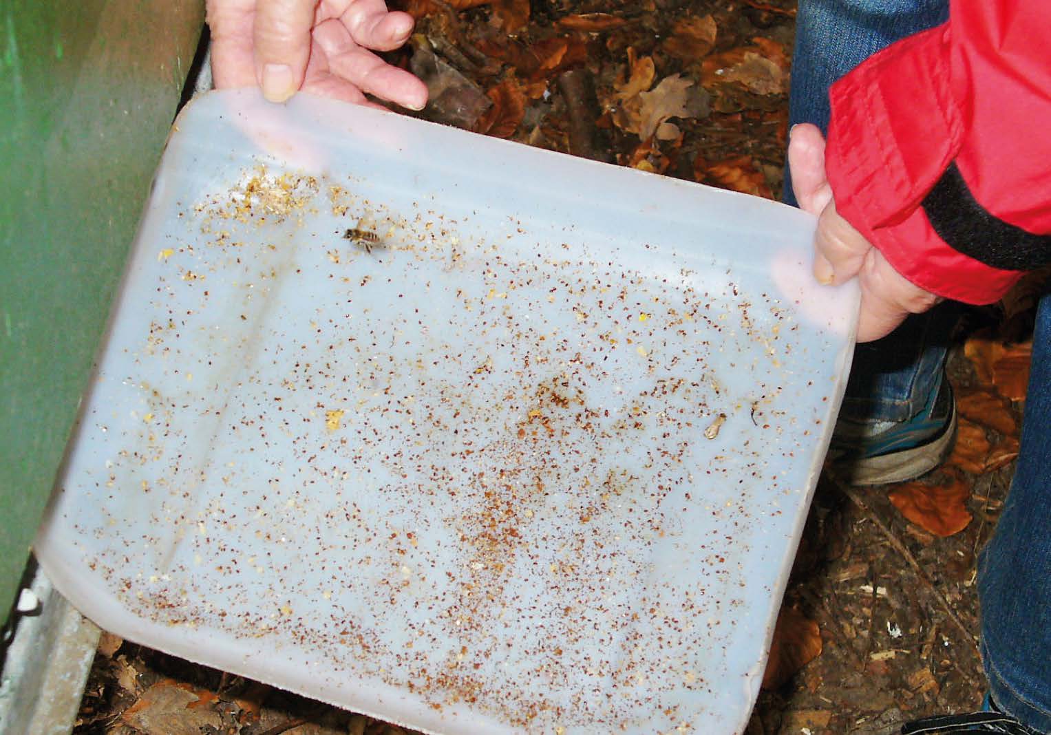 getötete Varroa Milben