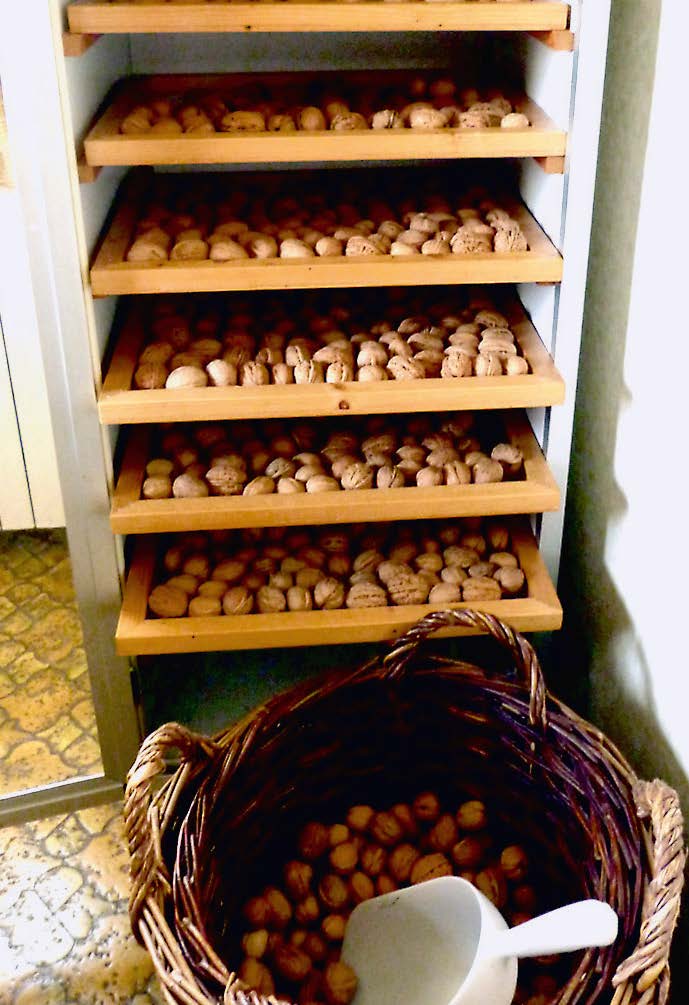 Die Nüsse auf den Sieben im Trockenschrank