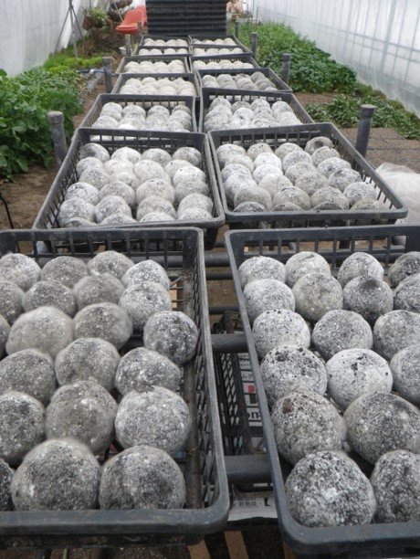 Bokashi Balls fertig -Dangos