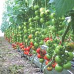 Gesunde + kräftige EM-Tomaten