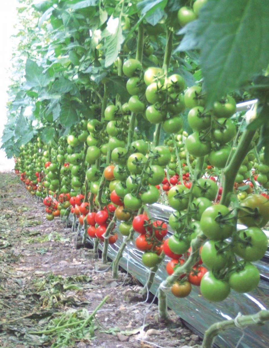 Gesunde + kräftige EM-Tomaten