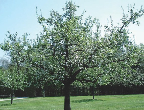 Obstbäume