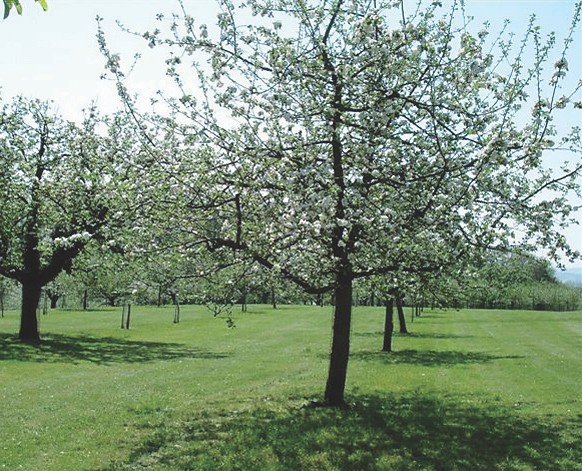 Hochstammbäume