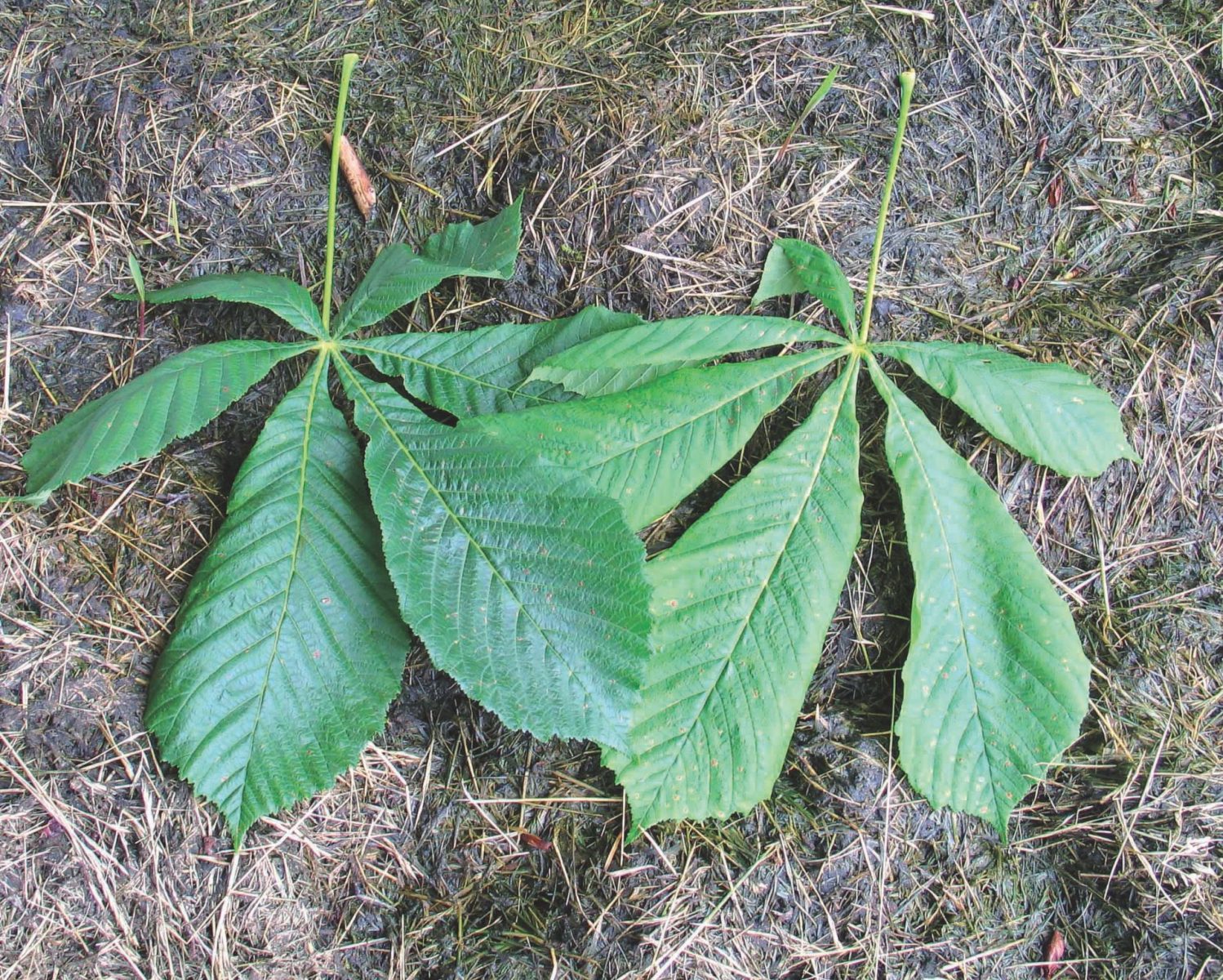 Das linke Blatt ist von einem mit EM-behandelten Baum.