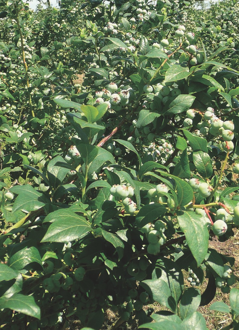 Heidelbeeren