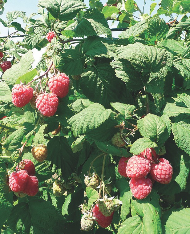 Himbeeren müssen sorgfältig behandelt werden
