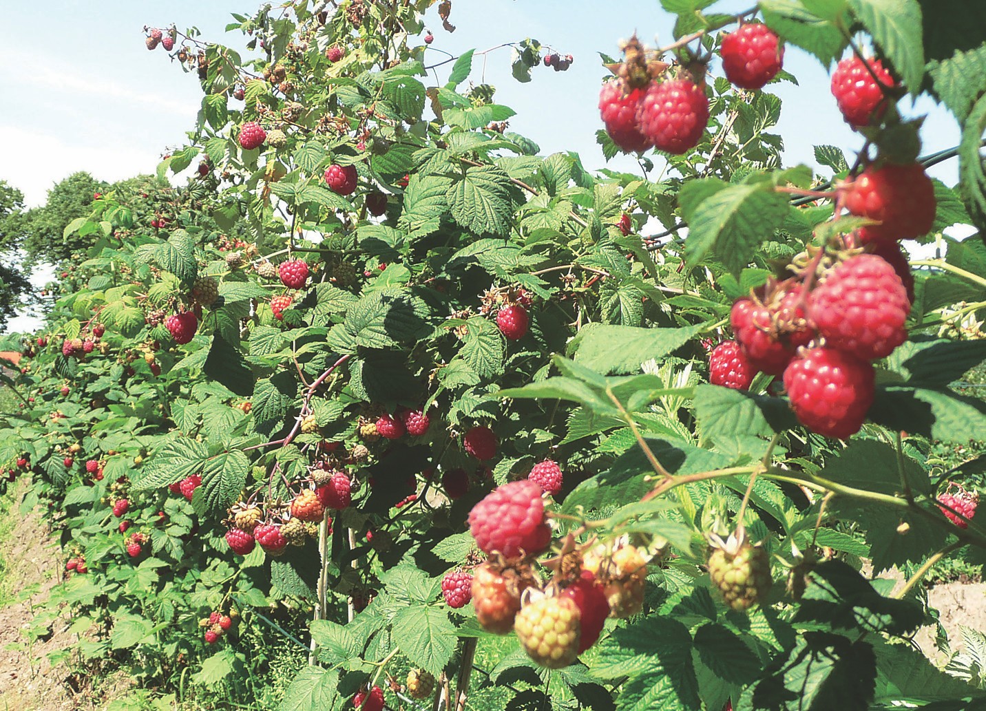 Kräftige Himbeeren