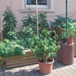Wie ein kleiner Garten