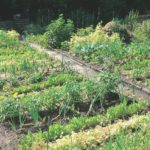 Garten auf moorigem Boden