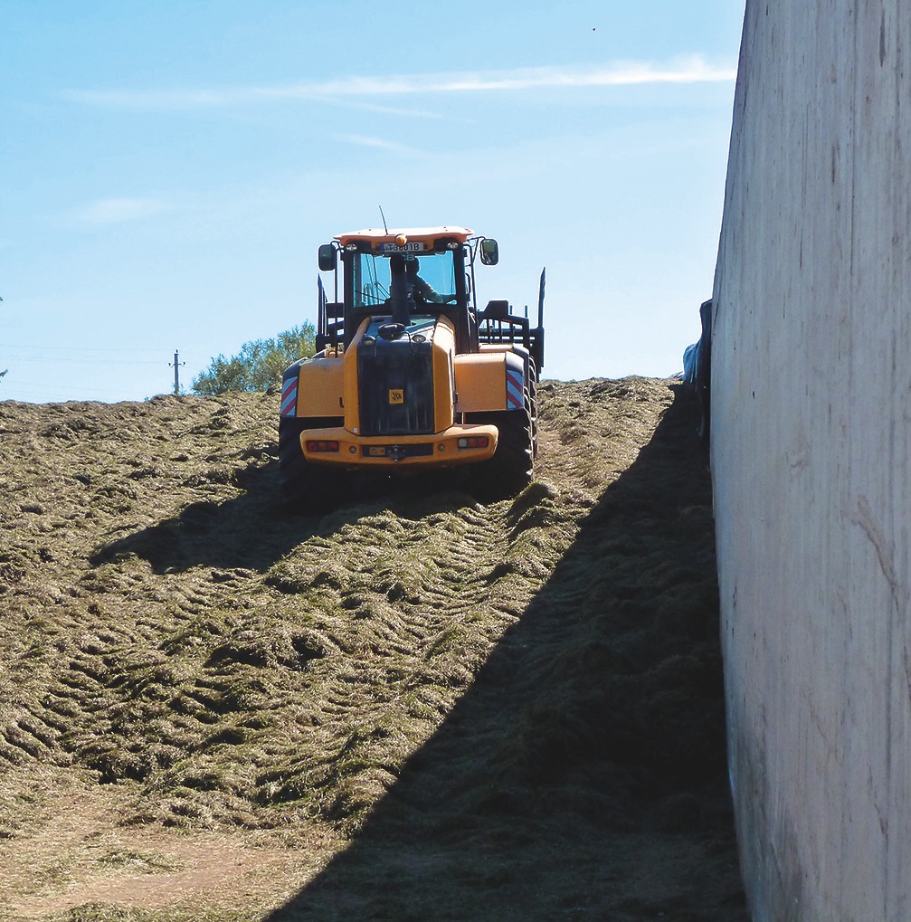 Hofeigenes Grundfutter: Gras und auch Mais werden für die Fütterung siliert.