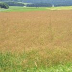 Der Duft des erntereifen Kümmels zieht übers Land. Geerntet wird er in der sogenannten Wachsreife.