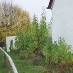 Hier sieht man deutlich, welchen Effekt die Düngung mit Küchen-Bokashi hat.