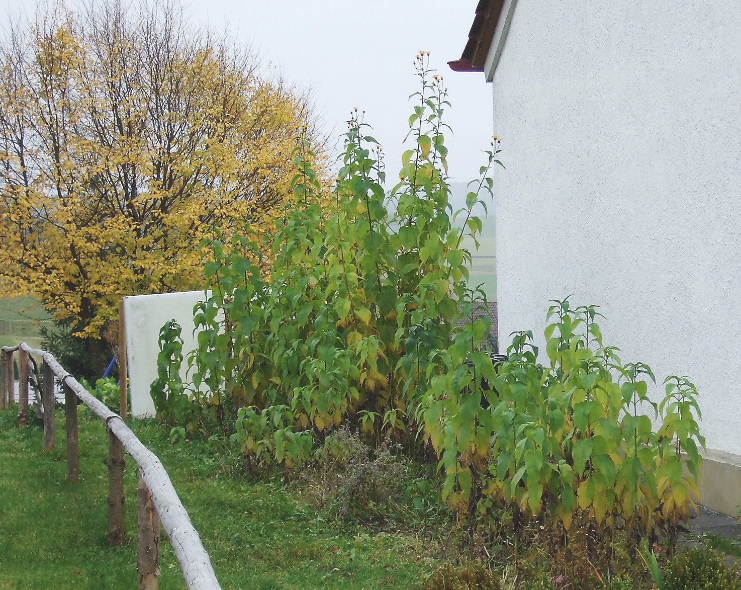 Hier sieht man deutlich, welchen Effekt die Düngung mit Küchen-Bokashi hat.