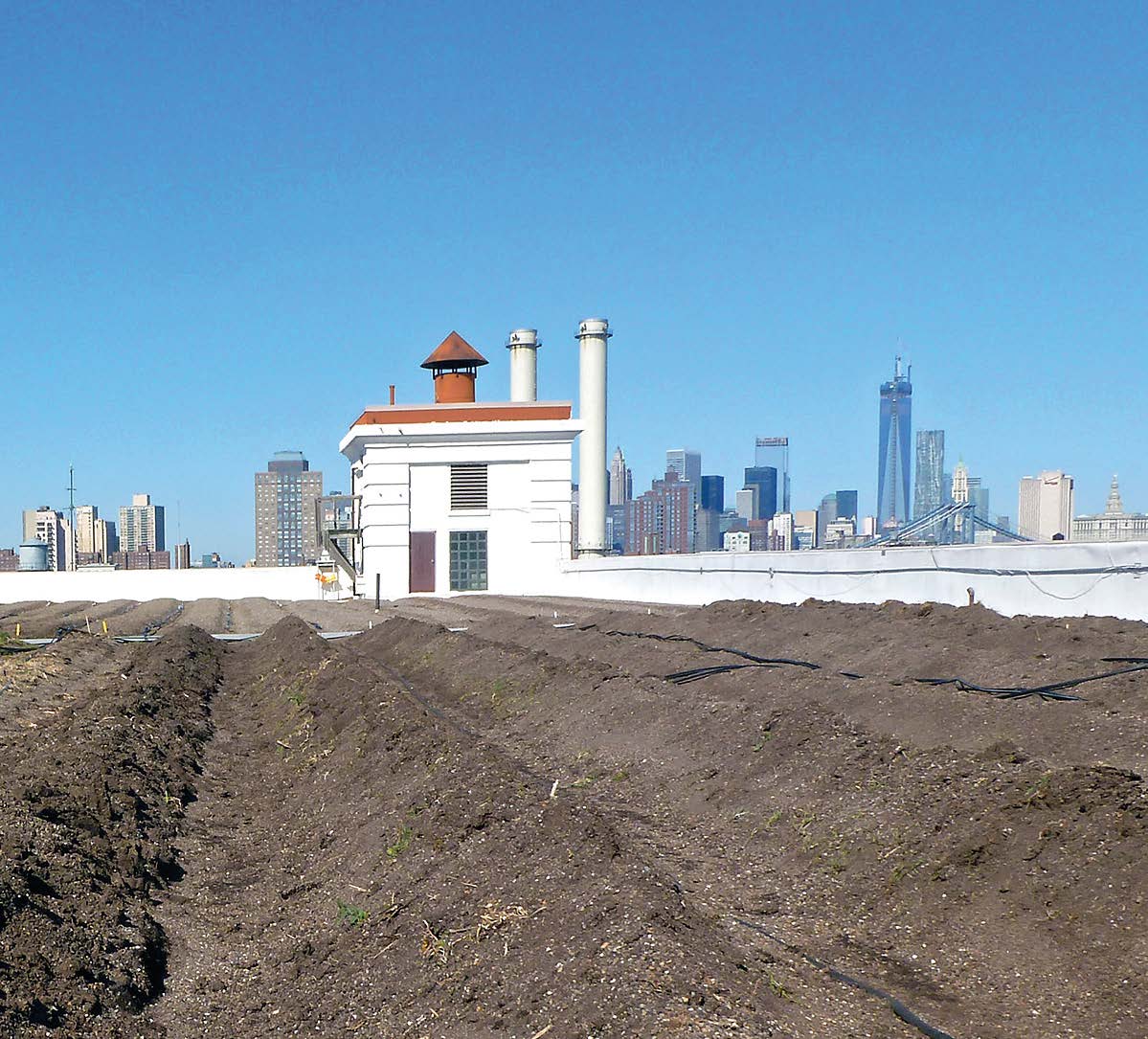 Produktion von Biogemüse mit Blick auf Manhattan.