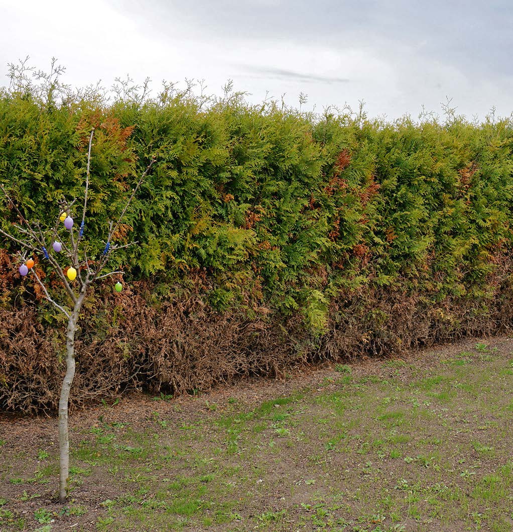 Die mit EM behandelte Hecke hat fast komplett überlebt; Braunfäule zog nicht weiter nach oben. Schon im März dieses Jahres waren frische Triebe zu sehen.