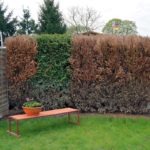 Die unbehandelte Hecke ist bis auf einen einzigen Baum tot.