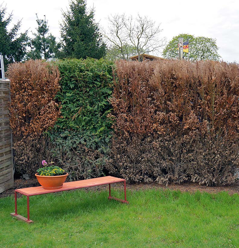 Die unbehandelte Hecke ist bis auf einen einzigen Baum tot.