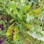 Pflanzen können Aminosäuren auch übers Blatt aufnehmen,deshalb empfiehltsich die Düngung sowohl über dann Boden als auch übers Blatt.