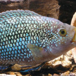 Je gesünder der Fisch ist, desto leuchtender schillern die Schuppen und desto intensiver sind die Farben.
