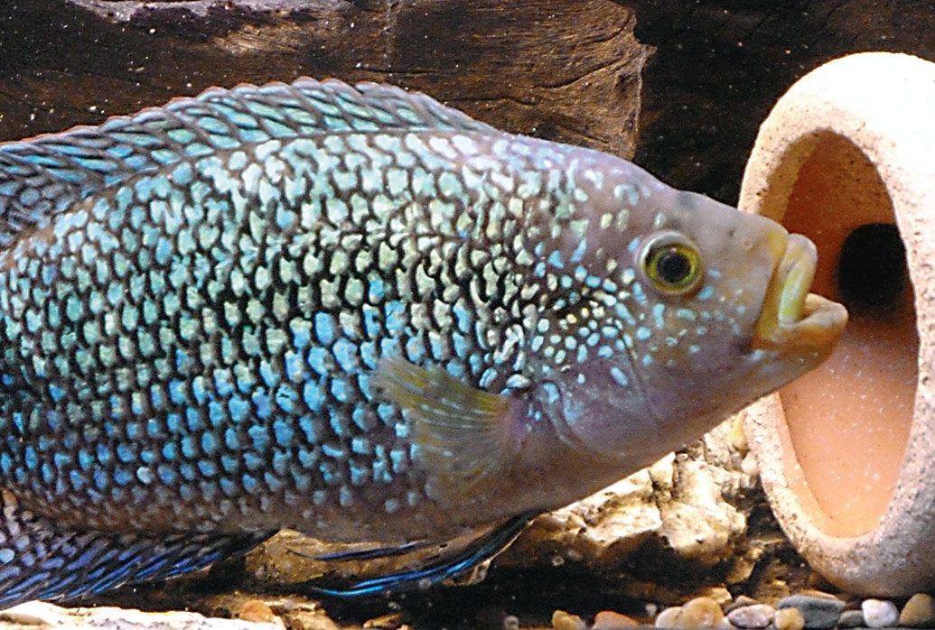 Je gesünder der Fisch ist, desto leuchtender schillern die Schuppen und desto intensiver sind die Farben.