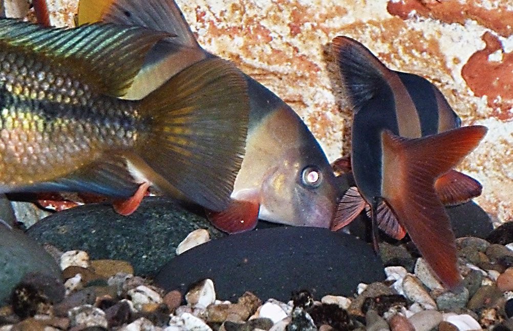 EMversorgte Fische entwickeln eine leuchtende Farbigkeit.