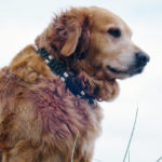 Hundehalsbänder mit eingewebten EM-Keramik-Pipes