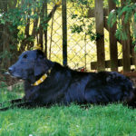Hundehalsbänder mit eingewebten EM-Keramik-Pipes