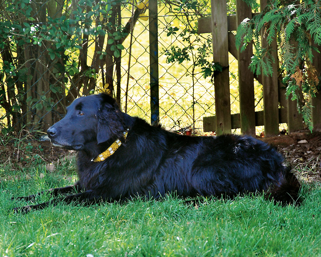 Hundehalsbänder mit eingewebten EM-Keramik-Pipes