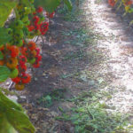 Peter Blums Tomaten