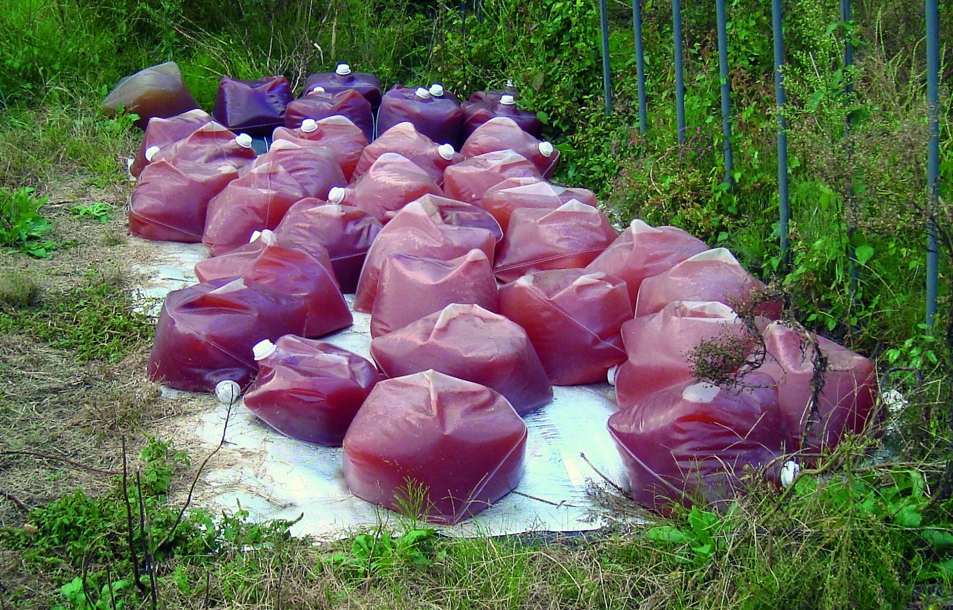 Beutel mit Photosynthesebakterien liegen für die Versuchsflächen in der unbewohnten Zone bereit.