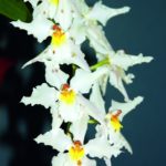 Cattleya maxima var. coerulea (Peru)