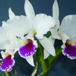Cattleya labiata var. semialba „Perola rubra“ aus Brasilien