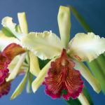 Ein Blütenwunder aus Kolumbien (Cattleya dowiana var. aurea)