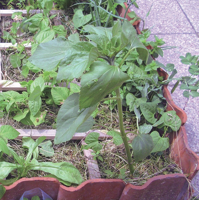 Square Foot Gardening