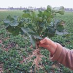 Raps Einzelpflanze – Wurzeln gewaschen