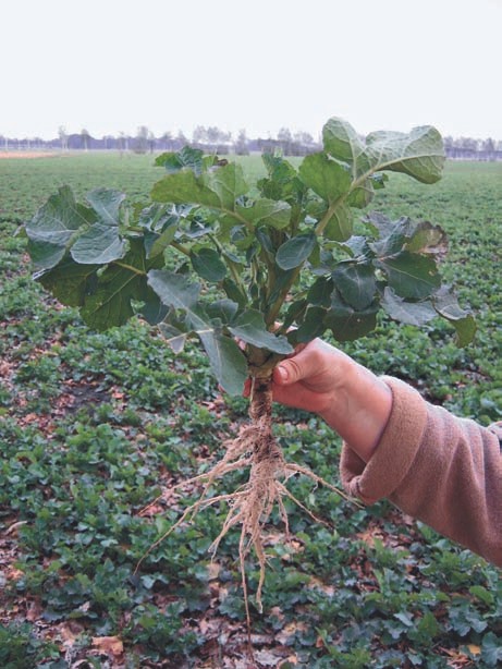 Raps Einzelpflanze – Wurzeln gewaschen