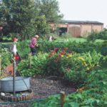Blumen im EM Schulungsgarten