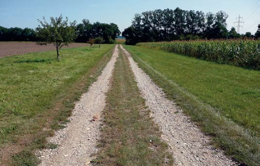 Breite naturbelassenen Streifen zwischen allen Feldern mit Obstbäumen